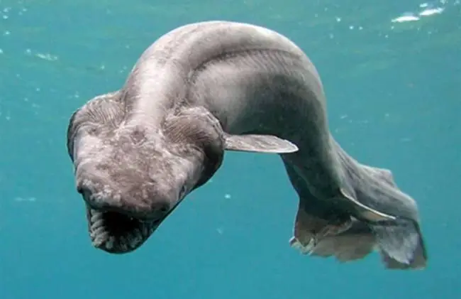 Animales de la prehistoria que todavía siguen vivos.