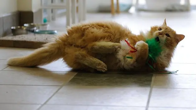 gato