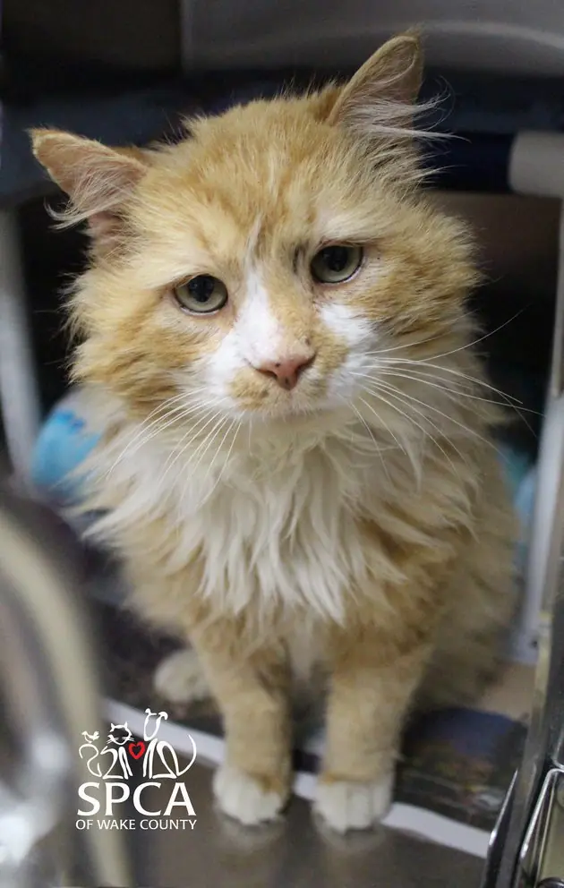 Este gato recorrió 19 kilómetros para volver con los dueños