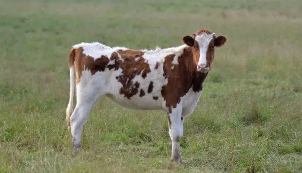 ¿La vaca será el animal terrestre más grande que quedará?