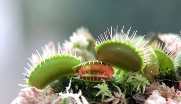 ¿Por qué las plantas carnívoras están bajo amenaza?
