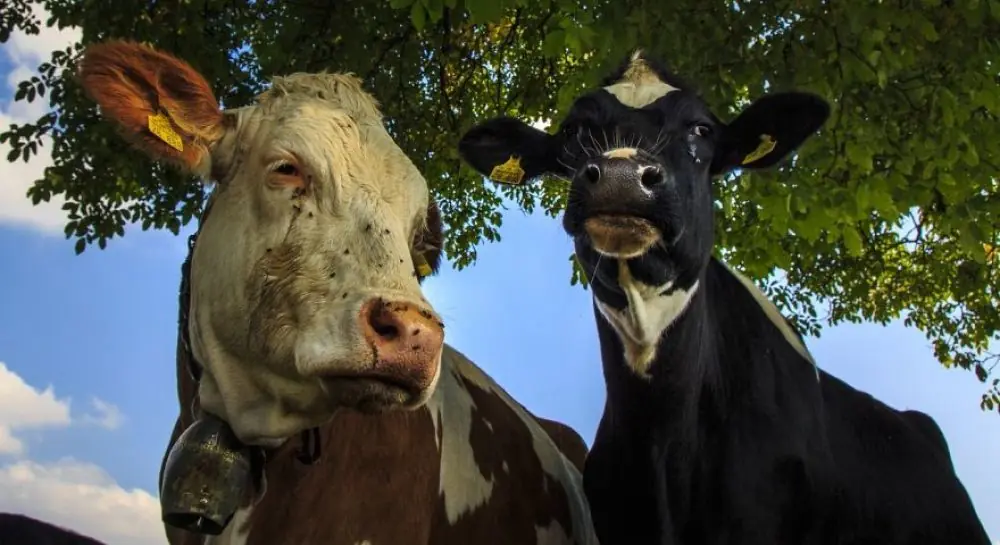 Vaca