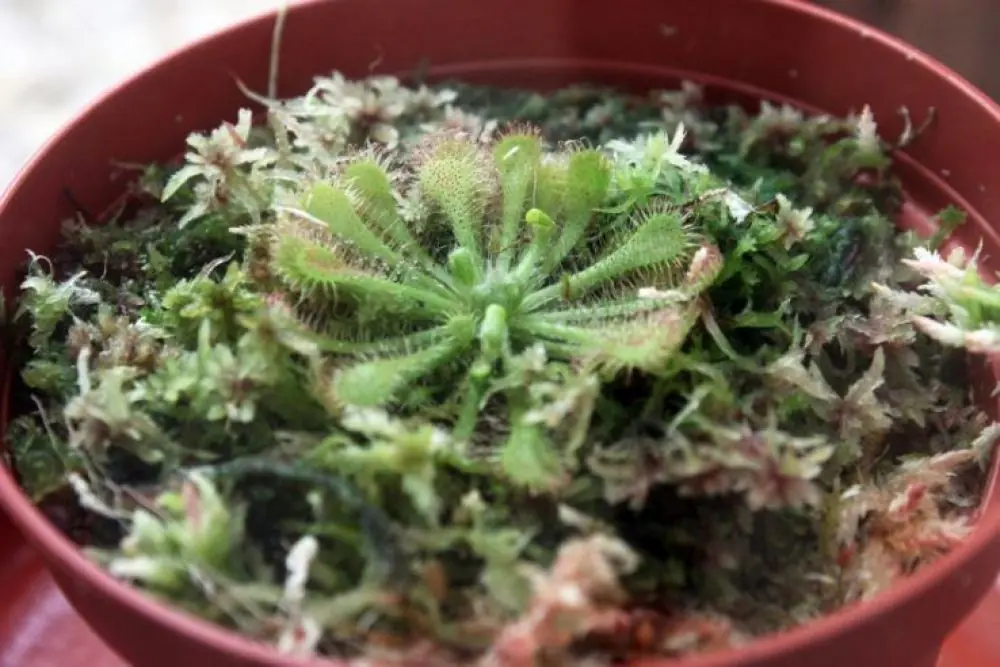 Plantas