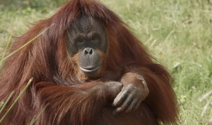 Historia propia escrita por mí: El orangután atrapado