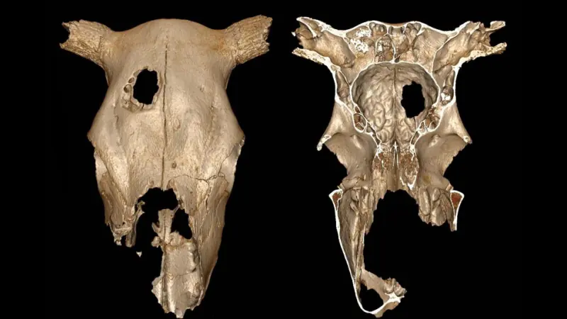 Hallan restos de una vaca de 5.000 años con cirugía cerebral