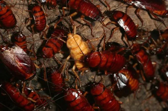 cucarachas