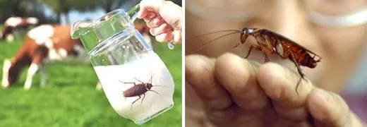 La leche de cucaracha podría ser el próximo súper alimento
