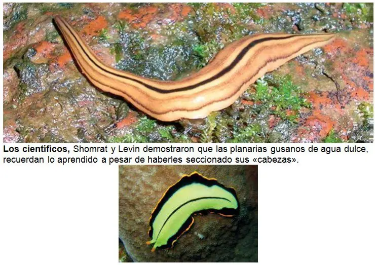 parapsicologia