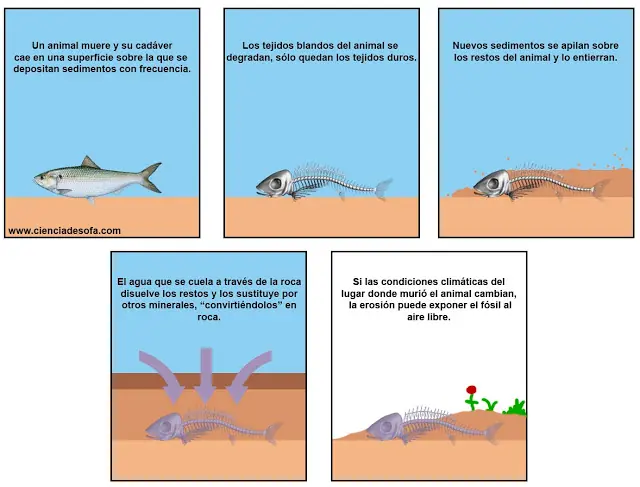 ciencia