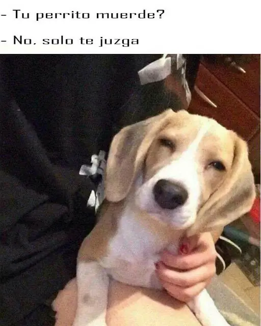 gozar