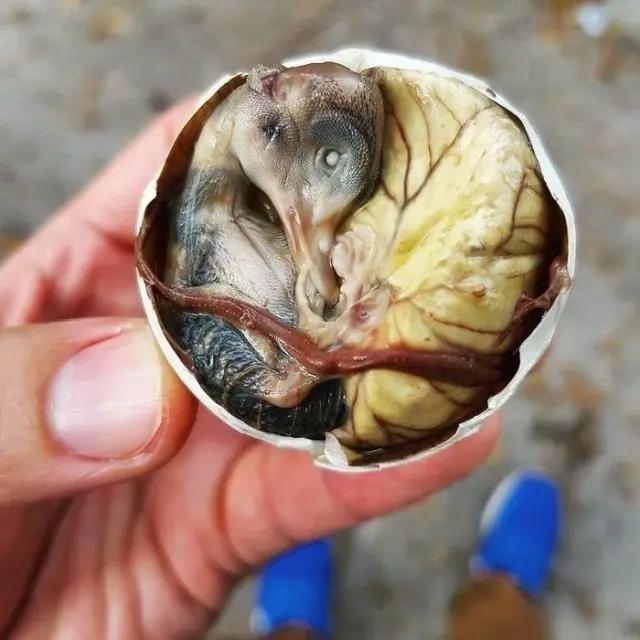 alimentos