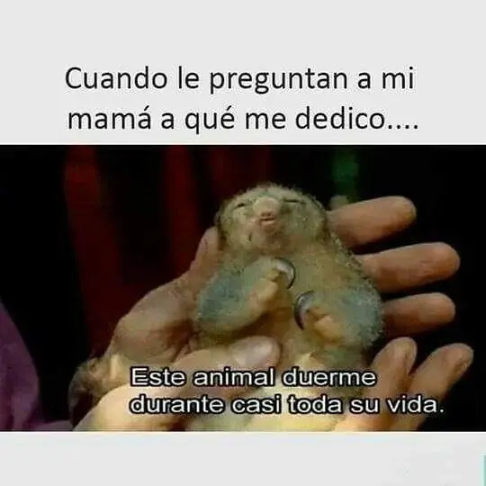memes