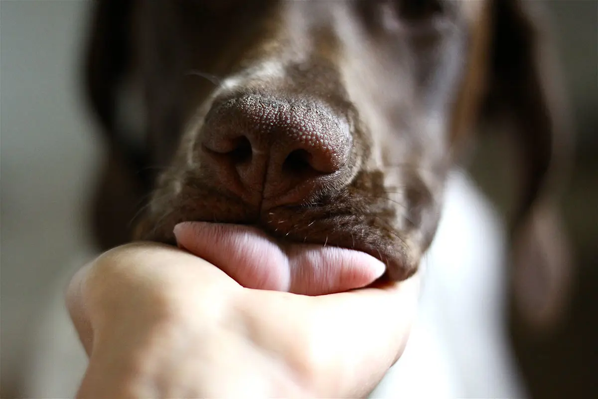 Alerta: tu perro te puede ocasionar una infección urinaria