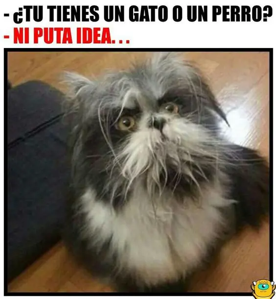 humor