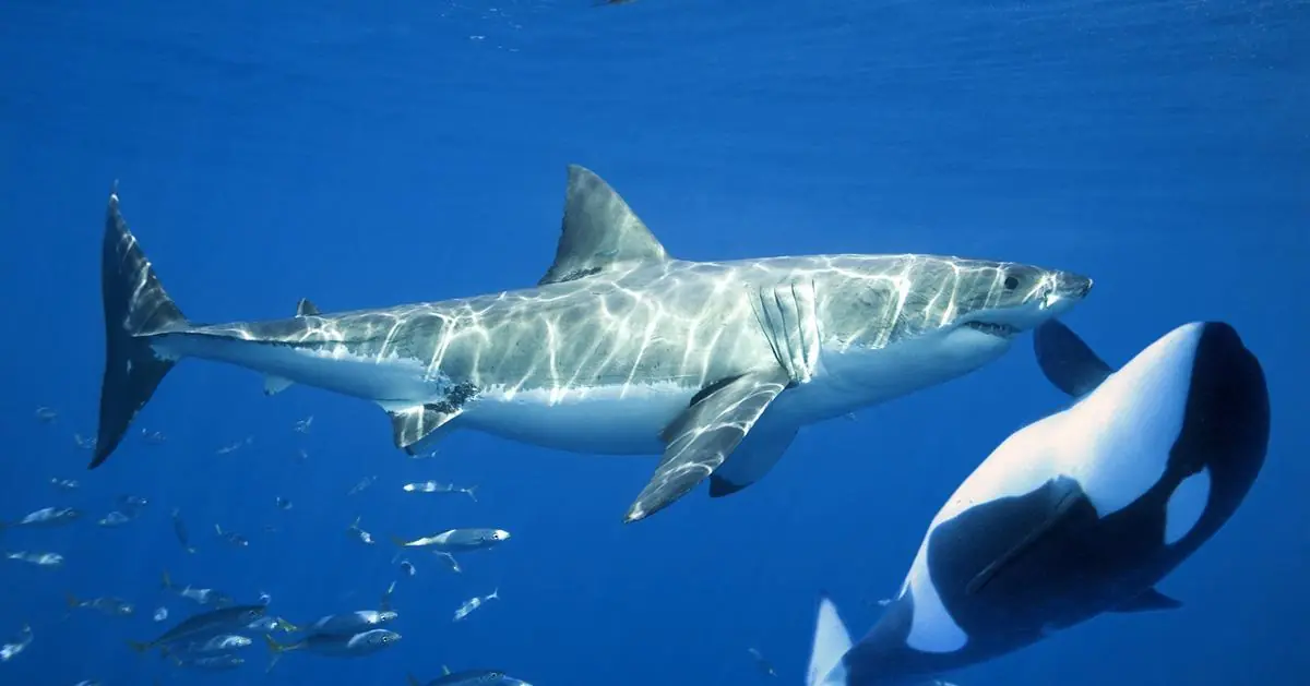 orca