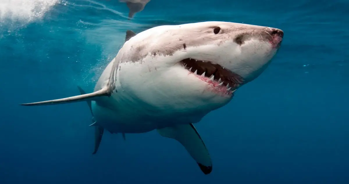 Orca vs. Tiburon Blanco: ¿Quien ganara?