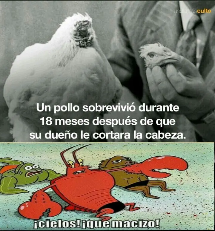 CAPSULA