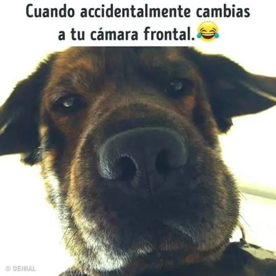 Los mejores Momos De la semana