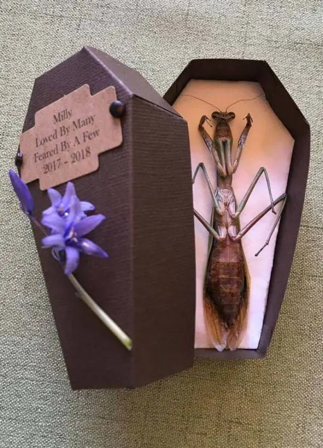 CURIOSAS