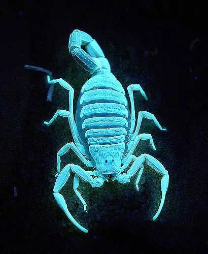 centruroides