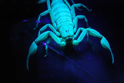 centruroides centruroides