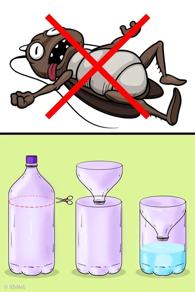 insectos