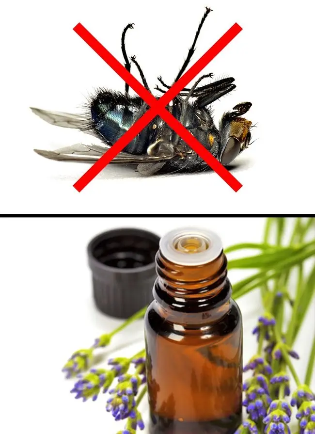 10 Maneras de evitar cualquier plaga o insecto en tu casa