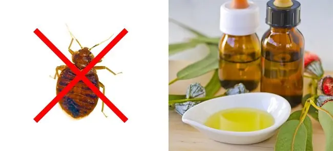 10 Maneras de evitar cualquier plaga o insecto en tu casa