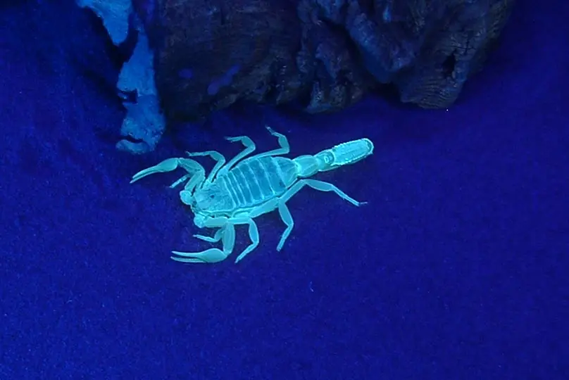 androctonus