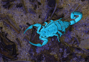 androctonus