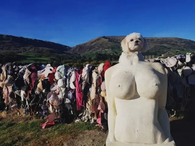 CURIOSAS