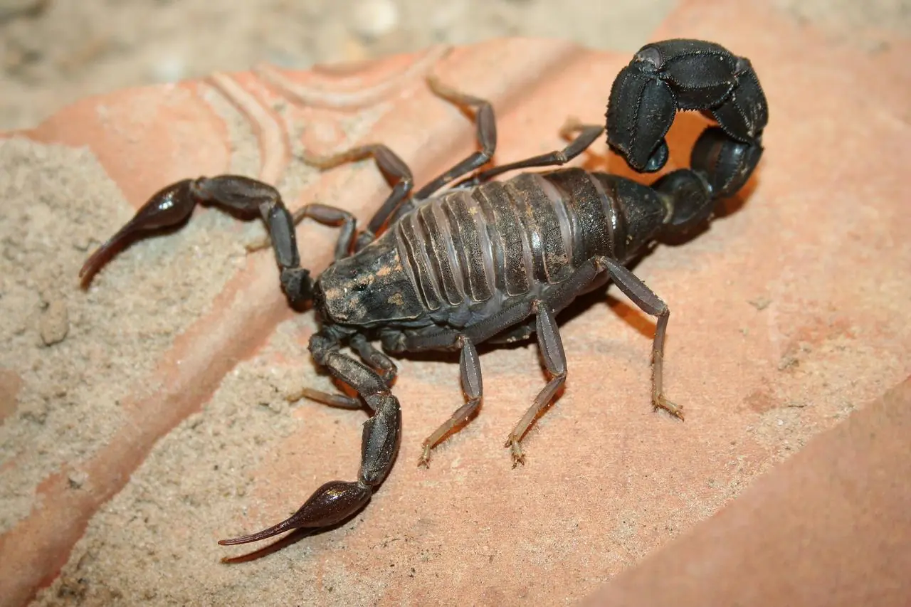 tityus