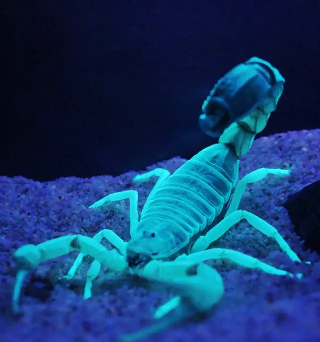 androctonus