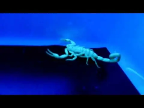 centruroides