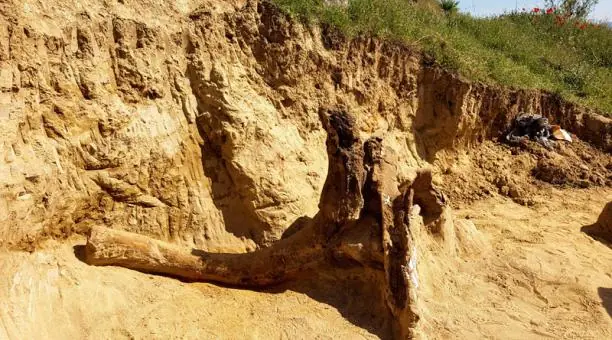 Encuentran restos de elefante prehistórico previo al mamut
