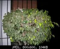 Una paloma hizo su nido en mi balcon y te lo muestro! (raro)