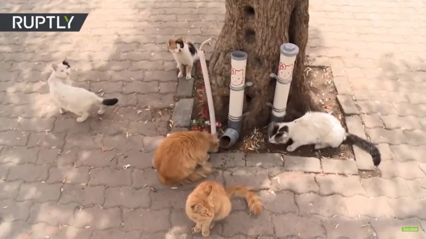 gatos