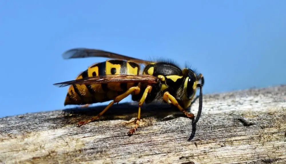 Parasitos