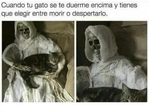 Humor: Desanimado? El mejor reventon de memes por la mañana