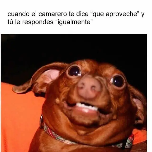 memes