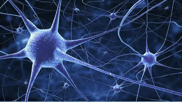 Las personas con mayor IQ tienen neuronas más grandes