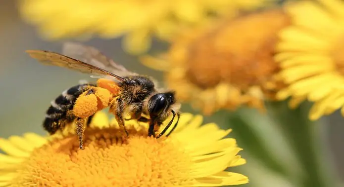 abejas