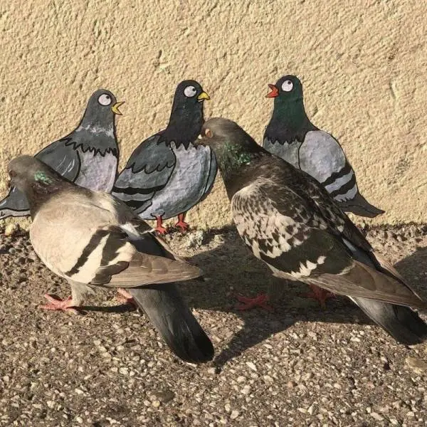 curiosas