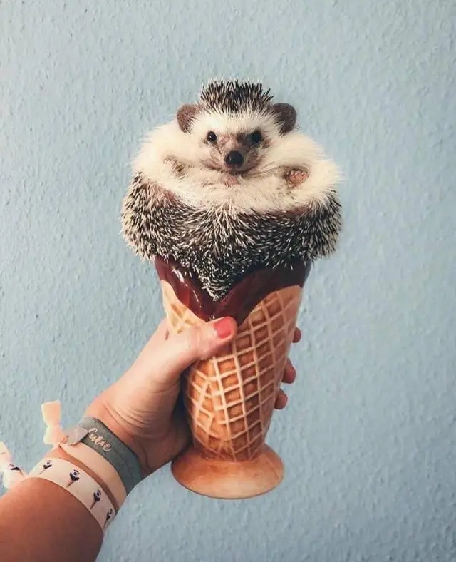 ocasion