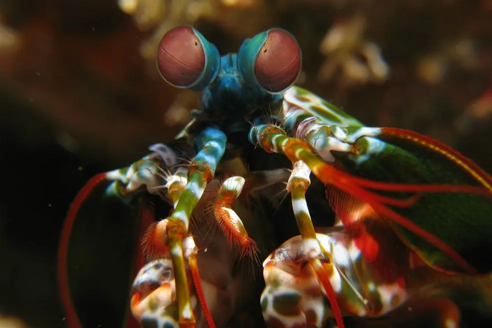 La criatura con los ojos más raros del mundo animal