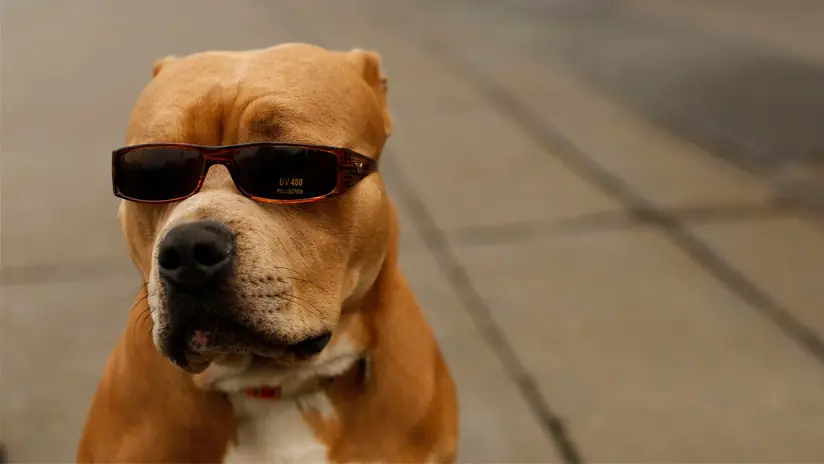 Un perro dispara por accidente a su dueño