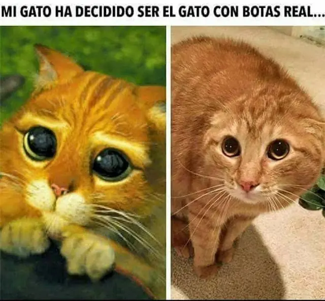 PASAN