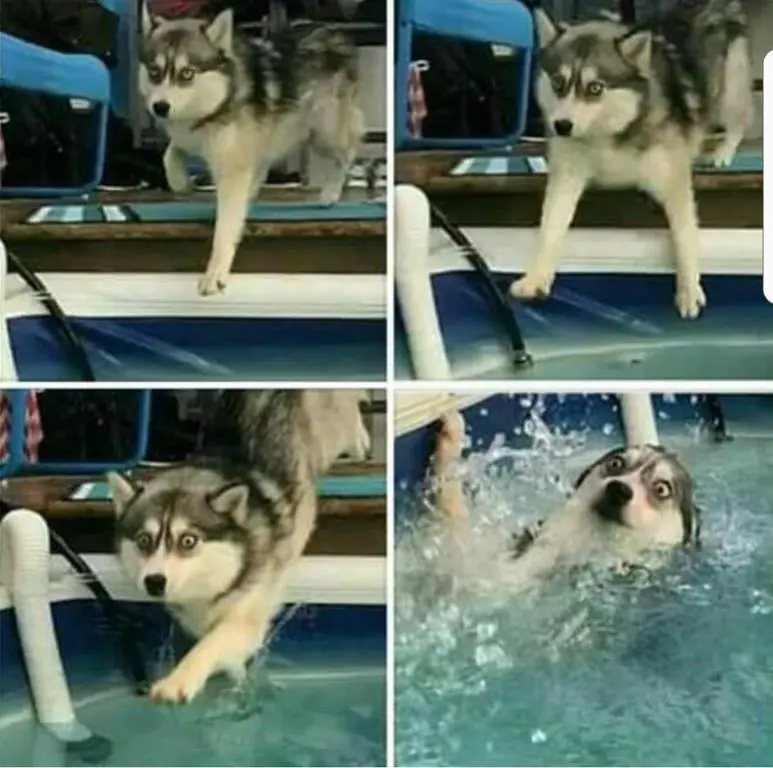 Perros