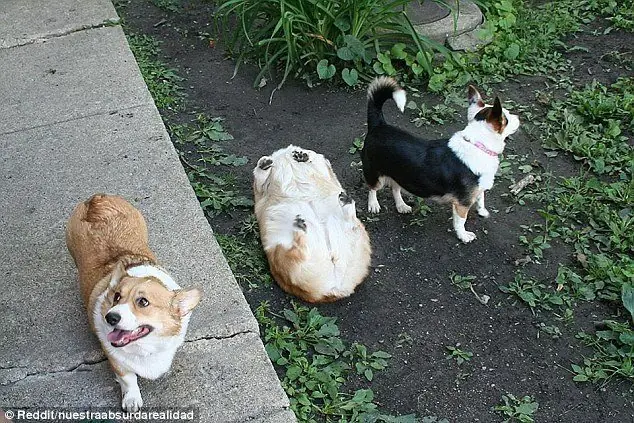 Un poco humor de perros, no solo los gatos son divertidos