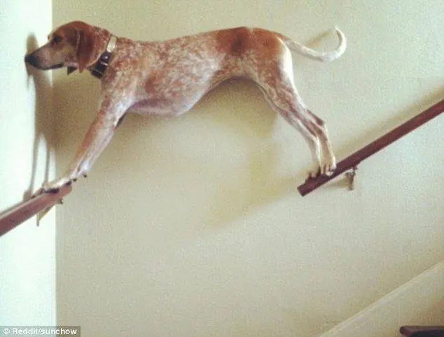 Un poco Humor de perros, no solo los gatos son divertidos